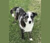 Photo of Snoopy, a Miniature/MAS-type Australian Shepherd, Australian Shepherd, Shetland Sheepdog, and Mixed mix in Sistersville, WV, USA