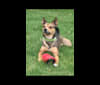 Naomi, a Pomeranian and Rat Terrier mix tested with EmbarkVet.com
