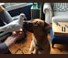 Buck, a Labrador Retriever and Plott mix tested with EmbarkVet.com