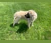Olaf, an Anatolian Shepherd Dog and Great Pyrenees mix tested with EmbarkVet.com