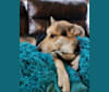 Athena, a German Shepherd Dog and Australian Shepherd mix tested with EmbarkVet.com