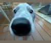Blue, an Australian Cattle Dog and Dalmatian mix tested with EmbarkVet.com