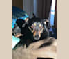 Nicki, a Chihuahua and Poodle (Small) mix tested with EmbarkVet.com