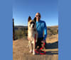 Heidi, a Siberian Husky and German Shepherd Dog mix tested with EmbarkVet.com