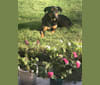 Bailey, a Labrador Retriever and American Pit Bull Terrier mix tested with EmbarkVet.com