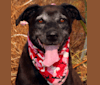 Sierra, a Labrador Retriever and American Pit Bull Terrier mix tested with EmbarkVet.com
