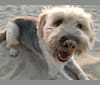 Teddi, a Golden Retriever and Shetland Sheepdog mix tested with EmbarkVet.com