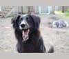 Zane, a Shetland Sheepdog and Labrador Retriever mix tested with EmbarkVet.com
