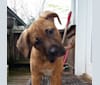 Pudge, a Staffordshire Terrier and Labrador Retriever mix tested with EmbarkVet.com
