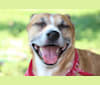 Roxie, a Boxer and Brittany mix tested with EmbarkVet.com