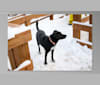 Leia, a Chow Chow and German Shepherd Dog mix tested with EmbarkVet.com