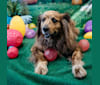 Photo of Tyler, a Chow Chow, American Pit Bull Terrier, Rottweiler, and German Shepherd Dog mix in Austin, Texas, USA