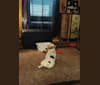 Chloe, an Australian Cattle Dog and Miniature Pinscher mix tested with EmbarkVet.com