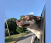 Luna B, a Siberian Husky and Australian Cattle Dog mix tested with EmbarkVet.com