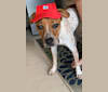 Luna Bella, an American Pit Bull Terrier and Labrador Retriever mix tested with EmbarkVet.com