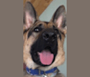 Alfie, a German Shepherd Dog tested with EmbarkVet.com