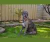 Medb, an Irish Wolfhound tested with EmbarkVet.com