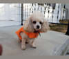Phoebe, a Poodle (Small) and Shih Tzu mix tested with EmbarkVet.com