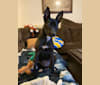 Photo of Umbra, an American Pit Bull Terrier, Bulldog, and Mixed mix in Darlington, South Carolina, USA