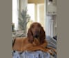Photo of Penny, a Bloodhound  in Des Moines, IA, USA