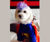 Prince, a Poodle (Small) and Maltese mix tested with EmbarkVet.com