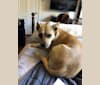 Kira, an American Pit Bull Terrier and Labrador Retriever mix tested with EmbarkVet.com
