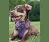 Photo of Olive, an American Pit Bull Terrier, Chihuahua, Russell-type Terrier, Miniature Pinscher, and Mixed mix in South Carolina, USA