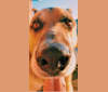 Tiko, a German Shepherd Dog and Perro de Presa Canario mix tested with EmbarkVet.com