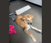 Kirby, a Japanese or Korean Village Dog tested with EmbarkVet.com
