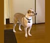 Kiki, a Chihuahua and Japanese Chin mix tested with EmbarkVet.com