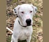 Photo of Dylan, an American Bully, Great Pyrenees, American Pit Bull Terrier, Bluetick Coonhound, and American English Coonhound mix in Tennessee, USA
