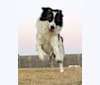 Feral Bueller, an Arabian Village Dog tested with EmbarkVet.com