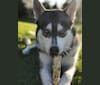 Ronin, a Siberian Husky (3.8% unresolved) tested with EmbarkVet.com