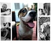 Photo of Linus, an American Pit Bull Terrier, Rottweiler, Boxer, Cane Corso, and Mixed mix in South Carolina, USA