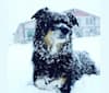 Maddy, an American Eskimo Dog and German Shepherd Dog mix tested with EmbarkVet.com