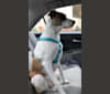 Yuzu, a Border Collie and Rat Terrier mix tested with EmbarkVet.com