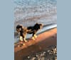 Calvin, a German Shepherd Dog and Cocker Spaniel mix tested with EmbarkVet.com