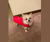 Joey, a Chihuahua and Shih Tzu mix tested with EmbarkVet.com