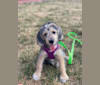 Blanche, a Beagle and Poodle (Small) mix tested with EmbarkVet.com