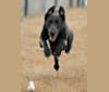 Strider, a Belgian Malinois and German Shepherd Dog mix tested with EmbarkVet.com