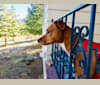 Olive, a Staffordshire Terrier and Labrador Retriever mix tested with EmbarkVet.com