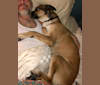 George Bailey, a Labrador Retriever and Siberian Husky mix tested with EmbarkVet.com