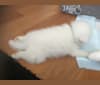 Fae, an American Eskimo Dog tested with EmbarkVet.com