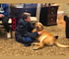 Yeager, a Labrador Retriever and Australian Shepherd mix tested with EmbarkVet.com