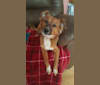 Dakota, a Russell-type Terrier and Australian Cattle Dog mix tested with EmbarkVet.com