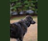 Maverick, a Siberian Husky and American Pit Bull Terrier mix tested with EmbarkVet.com