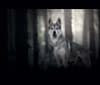 Tommen, a German Shepherd Dog and Siberian Husky mix tested with EmbarkVet.com