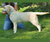 Layne, a Labrador Retriever tested with EmbarkVet.com