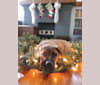 Photo of George, an American Bulldog, Bulldog, Boerboel, and Anatolian Shepherd Dog mix in Buffalo, New York, USA