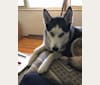 Kaya, a Siberian Husky and Rottweiler mix tested with EmbarkVet.com